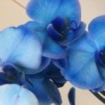 Profile picture of BA_283