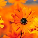 Profile picture of <3 Mya Girl April 13 <3