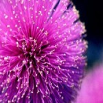 Profile picture of Pinkdust1