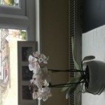 Profile picture of Charlotte McIntyre