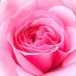 Profile picture of Lydia