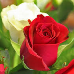 Profile picture of Nessy