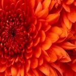 Profile picture of Cat.91