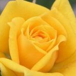 Profile picture of nikki