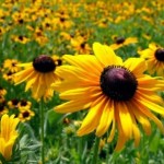 Profile picture of lydia34d