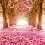 Profile picture of Lian